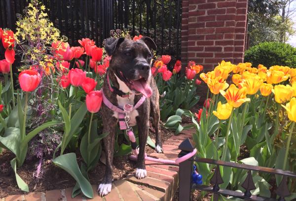 /Images/uploads/Humane Rescue Alliance/HRACalendarPhotoContest/entries/8886thumb.jpg